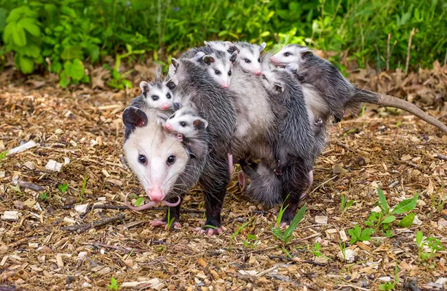 Opossum