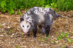 Opossum