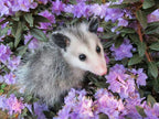 Opossum
